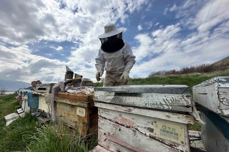 Arıcılar yavru ve besleme dönemine girdi 