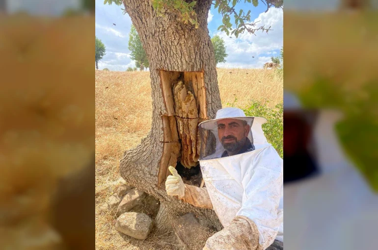 Arıların izini sürüp ağaçların içinden bal çıkardılar