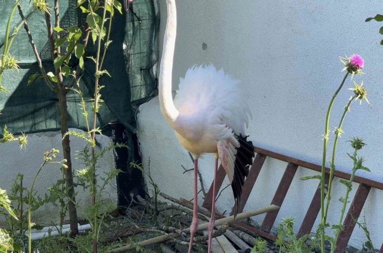 Arnavutköy’de ormanlık alanda kanadı kırık flamingo bulundu
