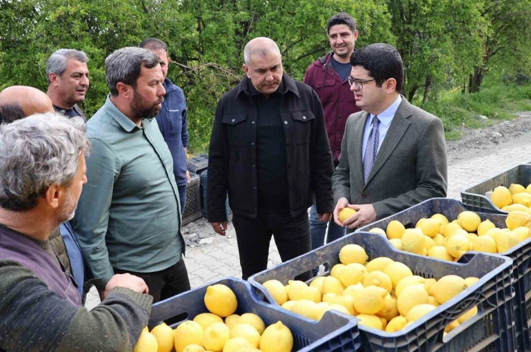 Arsuz’da limon hasadı başladı 