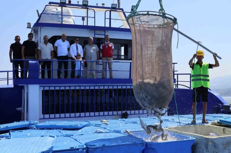 Arsuz’da üretilen balıklar Avrupa’ya ihraç ediliyor