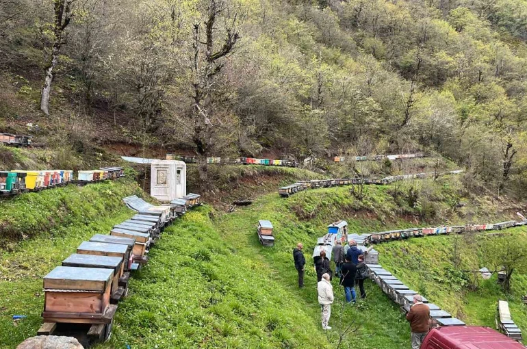 Artvin apiturizmde gelecek vadediyor 