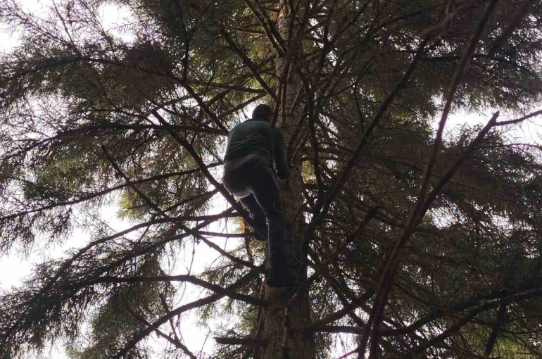 Artvin’de 40 metrelik göknar ağacının tepesine takılan dronu böyle kurtardılar 