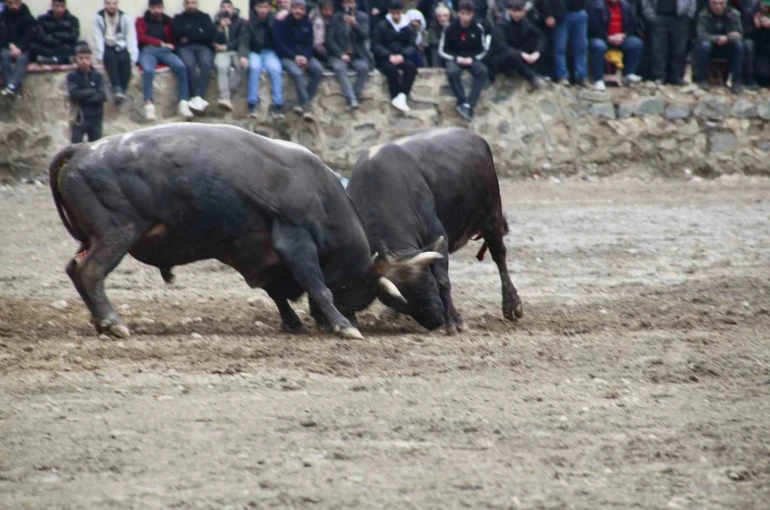Artvin’de boğa güreşleri sezonu Sarıgöl’de açıldı 