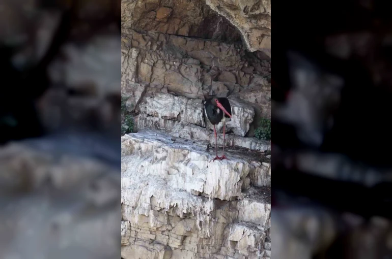 Artvin’de kara leylek görüntülendi 