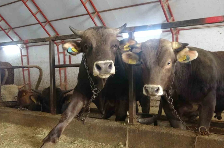 Artvin’de kurbanlıklar pazara çıkmayı bekliyor 