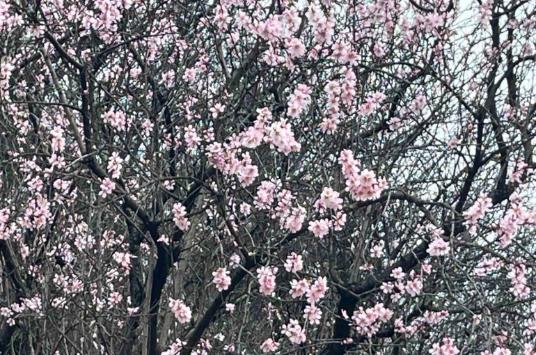 Artvin’de meyve ağaçları çiçek açtı