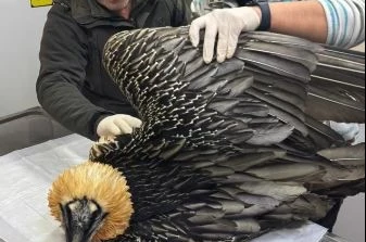 Artvin’de sakallı akbaba tedavisinin ardından yeniden doğaya salındı