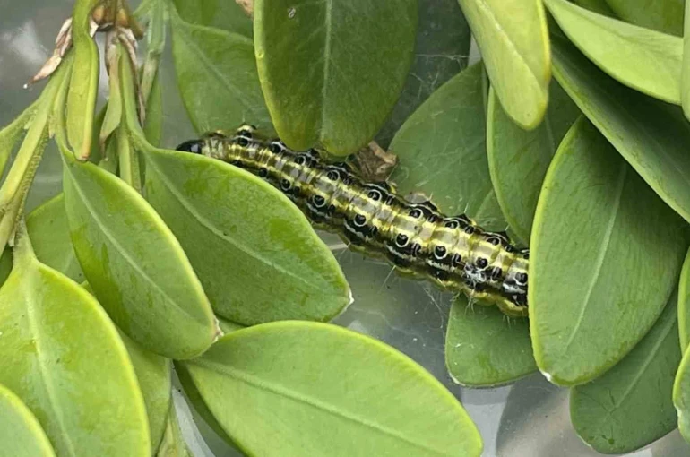 Artvin’de şimşir güvesine karşı biyolojik mücadele sürüyor 