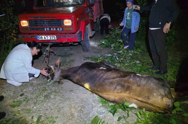 Artvin’de uçuruma yuvarlanan inek ekiplerin çabasıyla kurtarıldı 