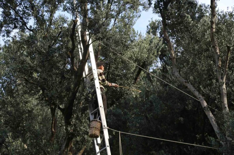 Artvin’de üstün lezzet ödüllü Butko zeytininin hasadı başladı 