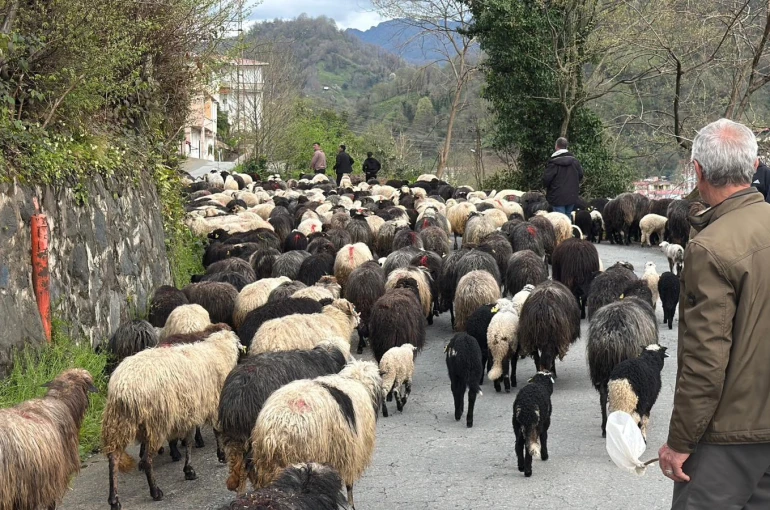 Artvin’de zorlu yayla göçü başladı 