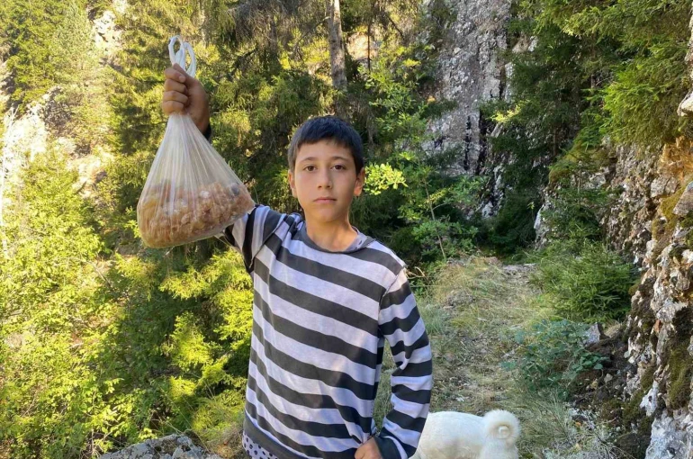 Artvinli minik Eymen hafta sonları çam sakızı toplayarak kilosunu 5 bin liraya satıyor 