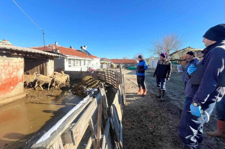 Aşı sırasında yeni doğan kuzu sevindirdi 