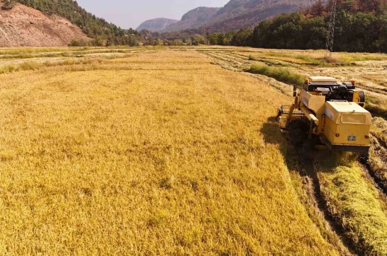 Aşırı sıcaklar "beyaz altın" çeltikte verimliliği düşürdü 