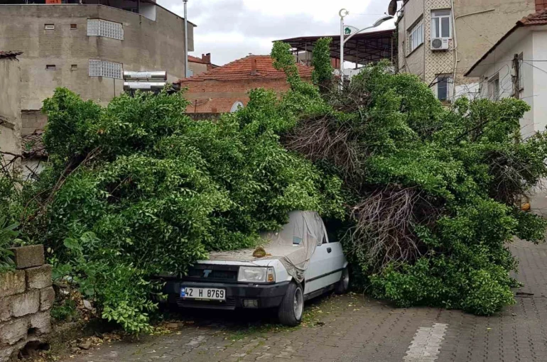 Asırlık ağaç park halindeki aracın üzerine devrildi 