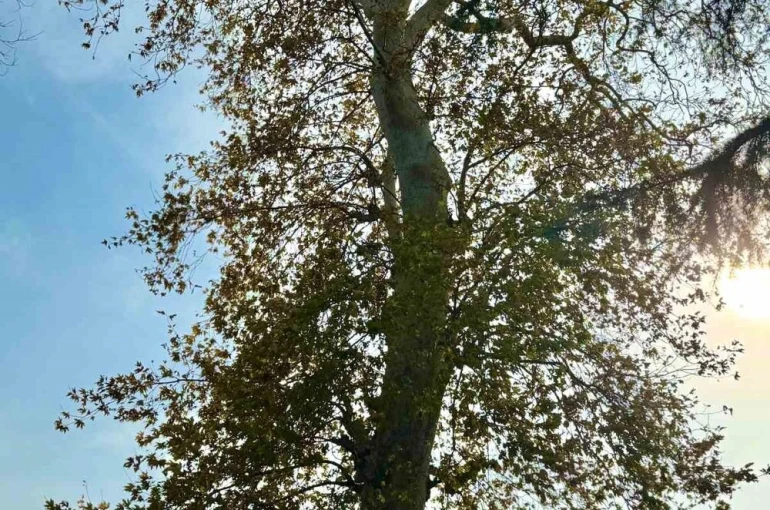 Asırlık çınar ağacının koruma altına alınması bekleniyor 