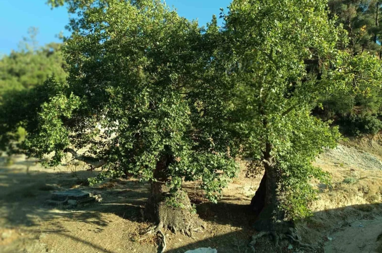 Asırlık çınar ağaçların koruma altına alınması isteniyor 