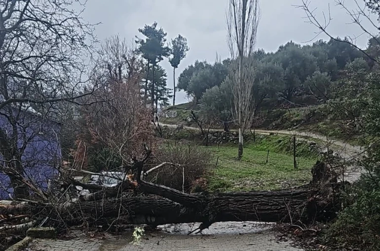 Asırlık kavak ağacı fırtınaya dayanamadı 
