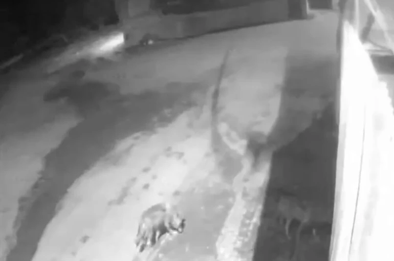 Aşkale’de aç kalan kurtlar köye indi