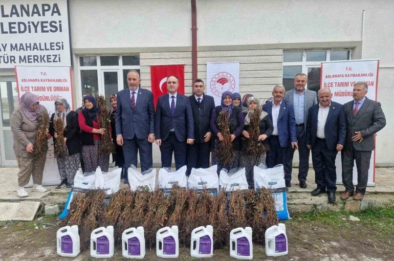 Aslanapa’da 13 kadın çiftçiye yüzde 75 hibeli 7 bin adet ahududu fidanı dağıtıldı 