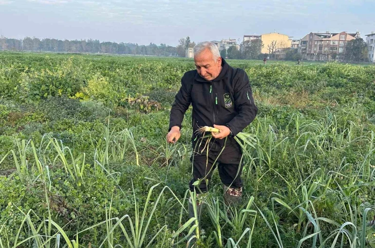 Ata tohumundan ilaç kullanılmadan üretiliyor, Kent Lokantası’ndaki yemeklerde kullanılıyor 