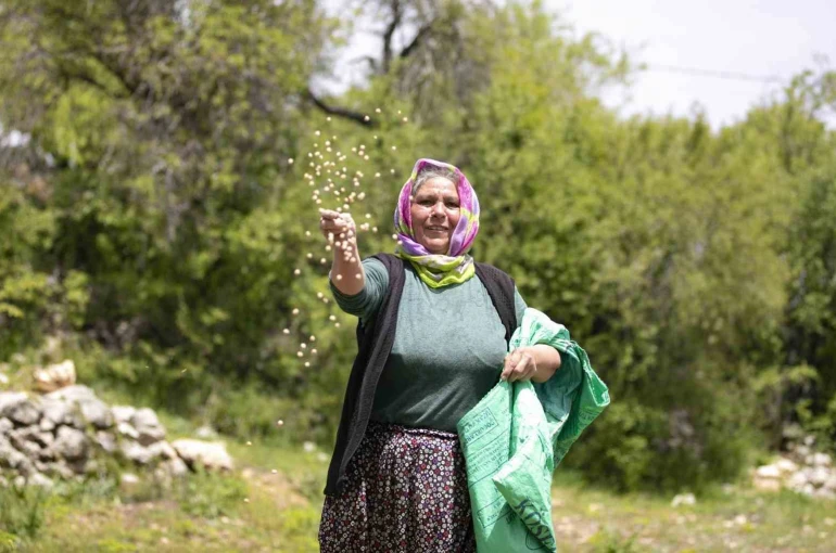 Atalık tohumlar toprakla buluştu, üreticiye can suyu oldu 
