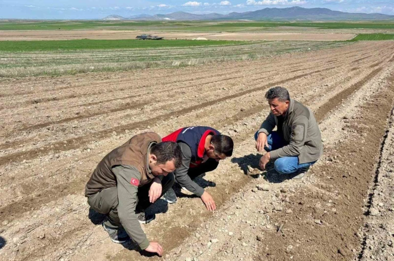 Atıl durumdaki tarım arazilerine ayçiçeği ekimi yapıldı 