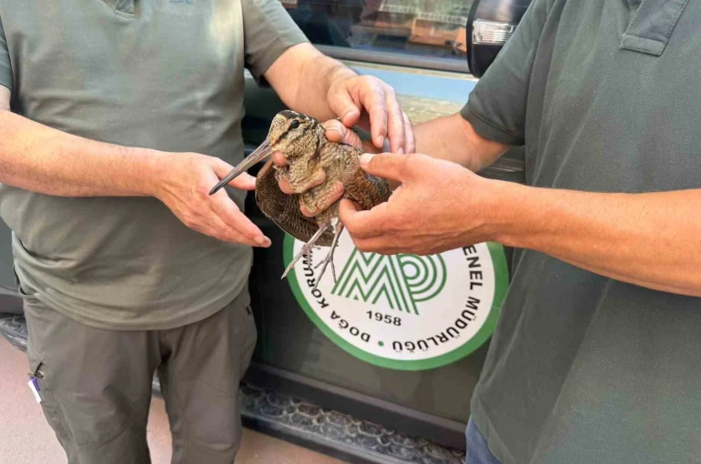 Avcılar yaralı çulluğu doğa koruma ekiplerine teslim etti