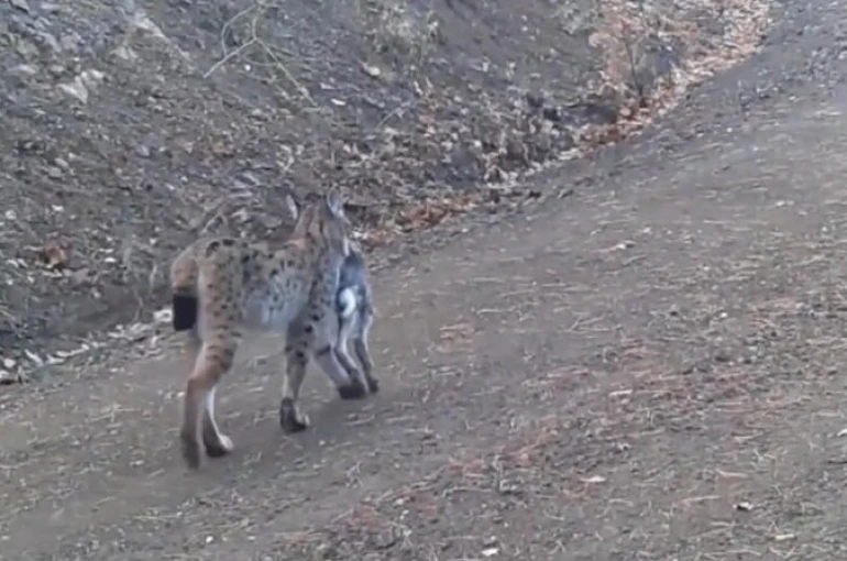 Avını taşıyan vaşak kamerada 