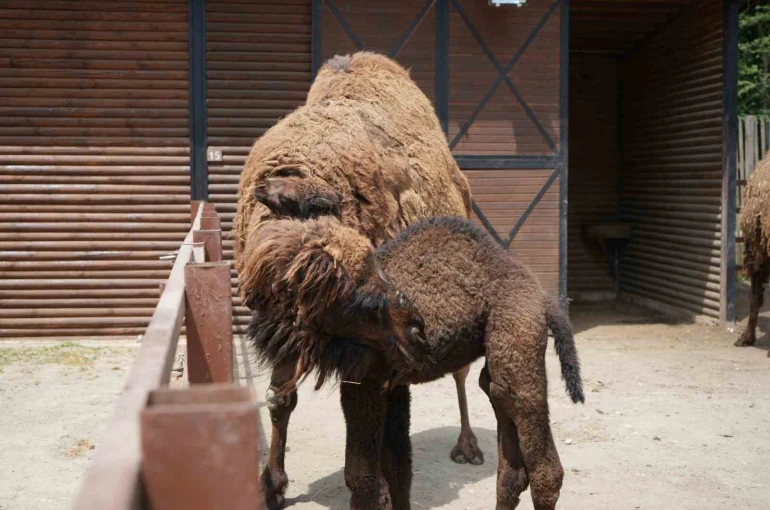 Avrupa’nın en büyük doğal yaşam parkında yavru deve heyecanı 