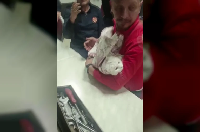 Ayağı lavabo giderine sıkışan kediyi itfaiye kurtardı 