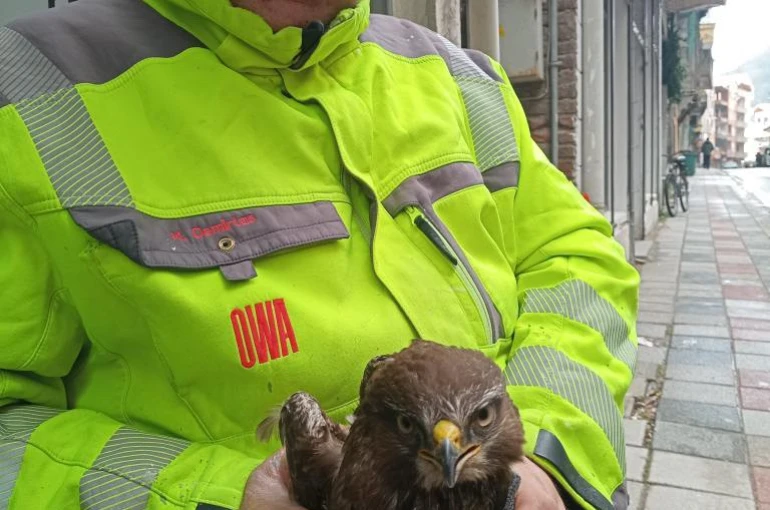 Ayancık’ta yaralı bulunan şahin koruma altına alındı 