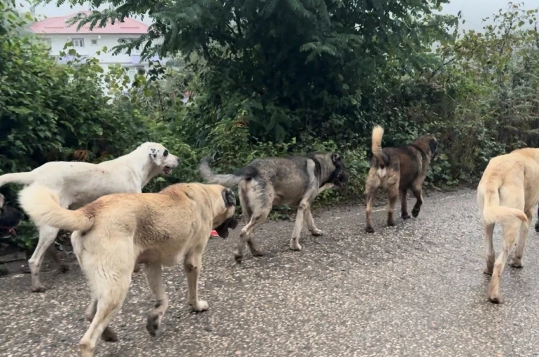 Aybastı’da başıboş köpekler vatandaşları tedirgin ediyor 