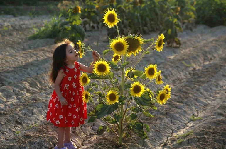 Ayçiçeği tarlaları fotoğrafçıların yeni gözdesi oldu
