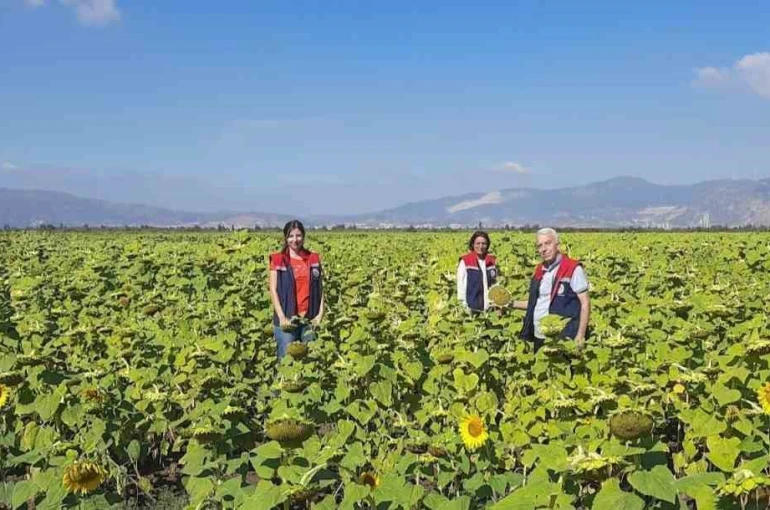 Ayçiçeğinde tohum desteği başladı 