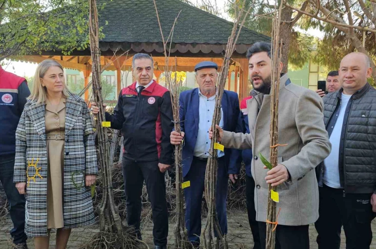 Aydın dağları sağlıklı kestane ağaçlarıyla donatılıyor
