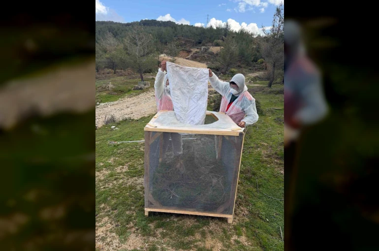 Aydın ormanlarında çam kese böceğine karşı kapsamlı mücadele 