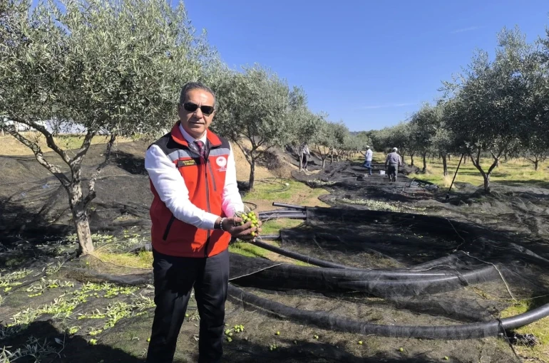Aydın, zeytincilikte Türkiye’nin zirvesinde 