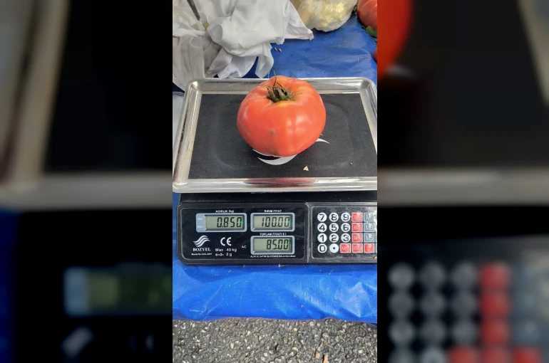 Aydın’da 850 gramlık domates pazarda ilgi gördü