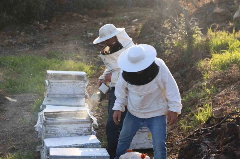 Aydın’da arı kolonileri gençleşiyor, arıcılar sezondan umutlu 