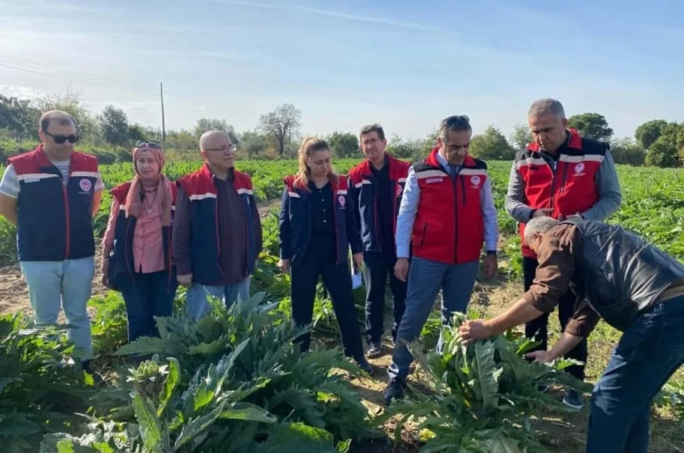 Aydın’da enginar üretimi yükselişte 