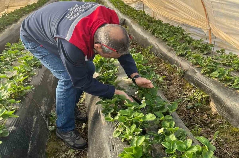 Aydın’da hasat öncesi çilek bahçeleri kontrol edildi 