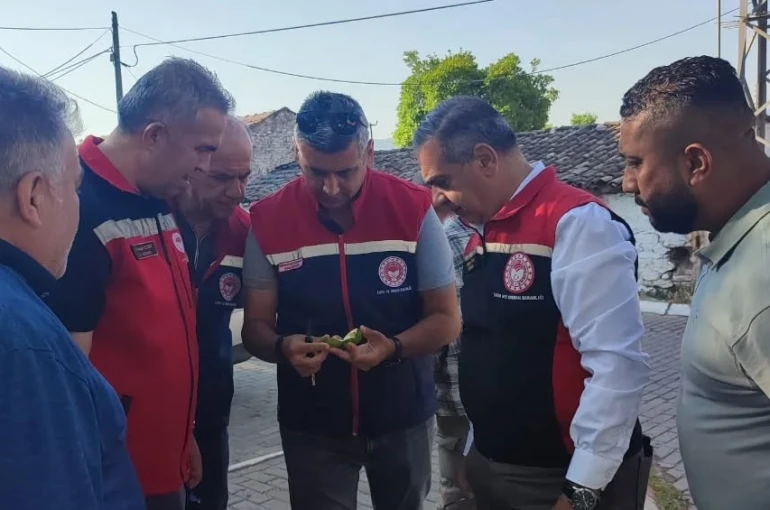 Aydın’da ilekleme sezonu yakından takip ediliyor 