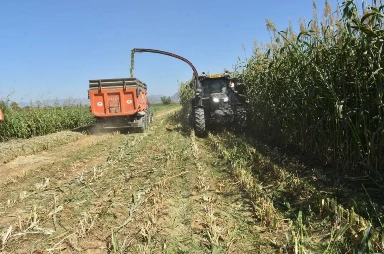 Aydın’da kaba yem üretimi artıyor 