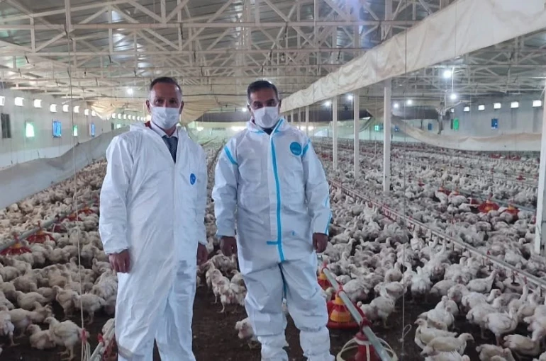 Aydın’da kanatlı üretimi 71 işletmede sürüyor 