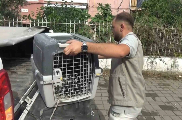 Aydın’da oklu kirpi operasyonu
