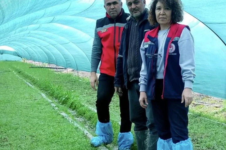 Aydın’da salep orkidesi üretimi büyüyor