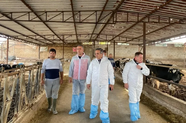 Aydın’da şap hastalığına karşı 565 bin 687 doz aşı uygulandı 