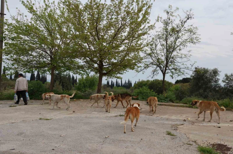 Aydın’da sokak köpeği sorunu devam ediyor 